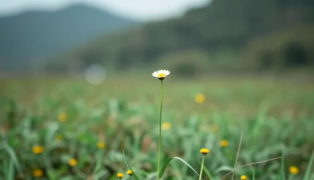 展示推广一站式:维护策略分析与选型关注点